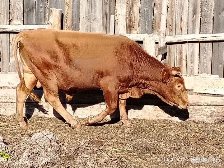 Бык на мясо