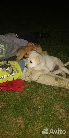 Собака в добрые руки отдам бесплатно