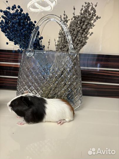 Морская свинка - розетки гладкошерстные