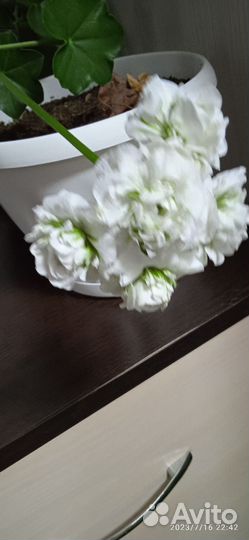 Пеларгония герань сортовая