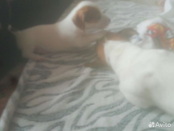 Маленькая собака