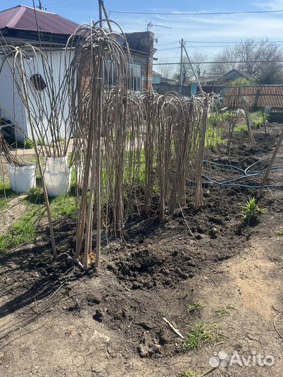 Шелковица на штамбе