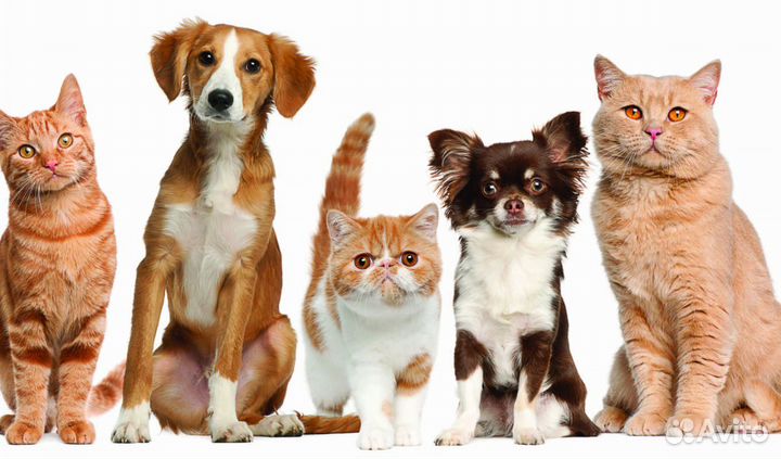 Передержка домашних животных, разных