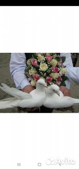 Голуби бойные