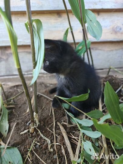 Котята бесплатно с доставкой на дом