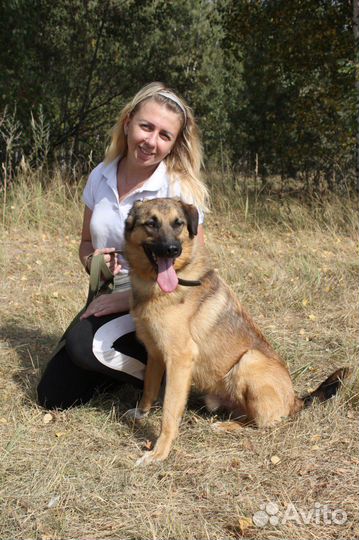 Собака в добрые руки