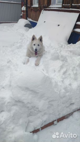 Вязка бшо, девочка