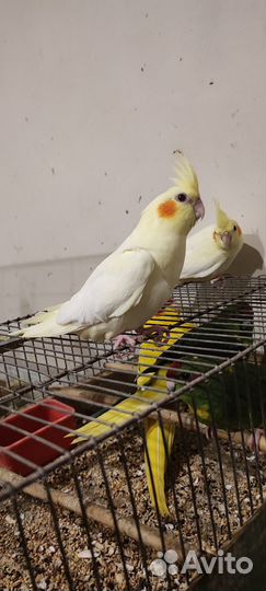 Попугай кореллы