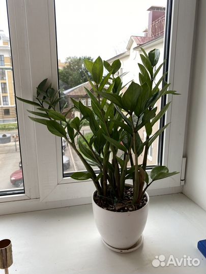 Замиокулькас