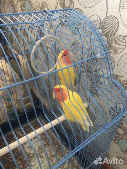 Попугай неразлучники с клеткой