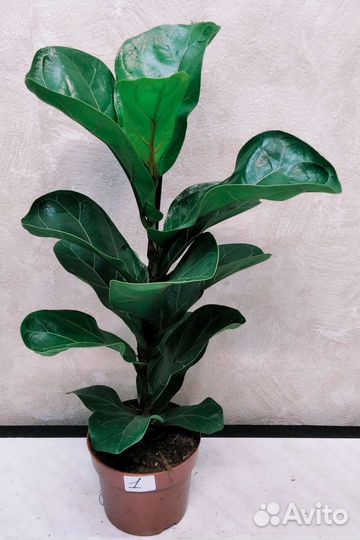 Фикус лирата