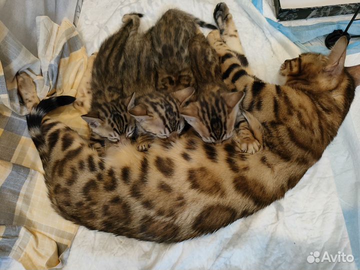 Бенгальские котята