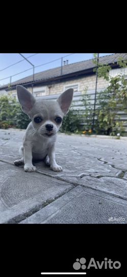 Чихуахуа девочка