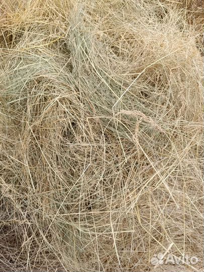 Продам сено в рулонах