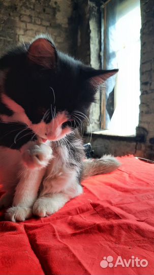 Очень ласковый мальчик