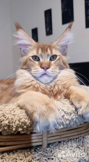 Гигант красный тиккированный 6 мес