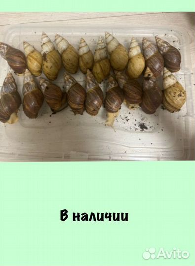 Улитки ахатины бесплатно, в добрые руки