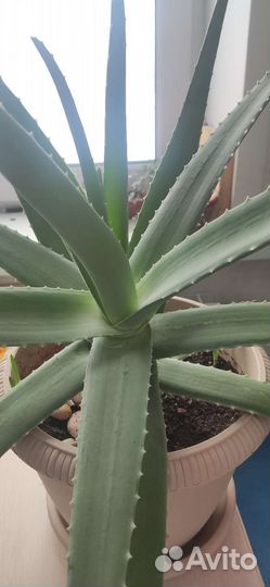 Алоэ вера настоящий крупный
