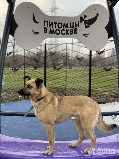 Собака в добрые руки