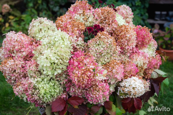 Фермерские цветы на срез