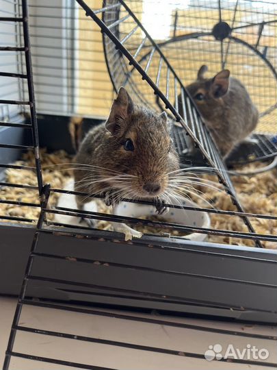 Белка дегу с клеткой