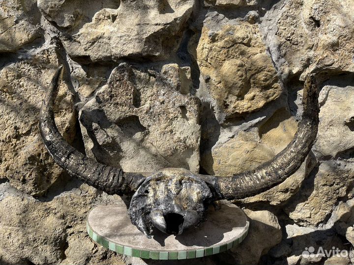 Огромный череп бизона. Палеонтология