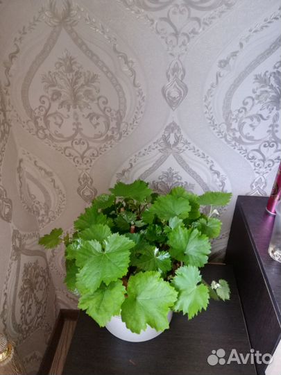 Роза комнатная, виноград