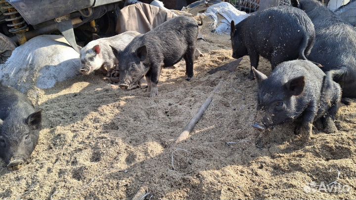 Вьетнамские поросята