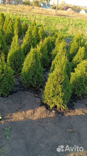 Туи смарагд