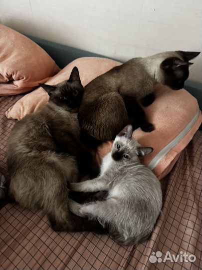 Меконгский бобтейл