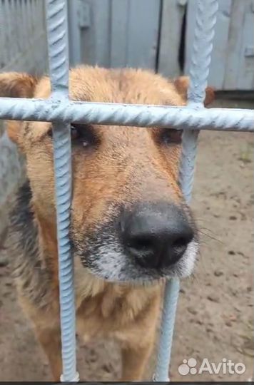 Ласковый мальчик