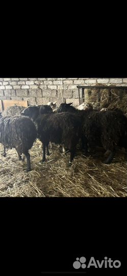 Овцы бараны