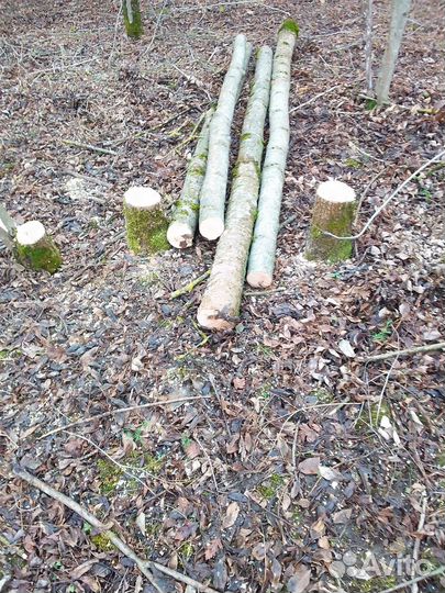 Дрова дубовые