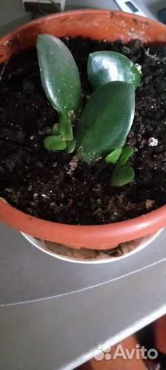 Толстянка(денежное дерево)