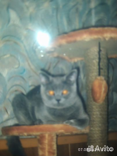Котята британские