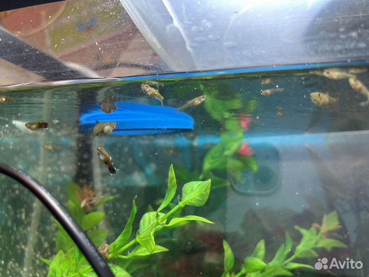 Рыбки гуппи