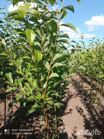 Саженцы плодовых деревьев
