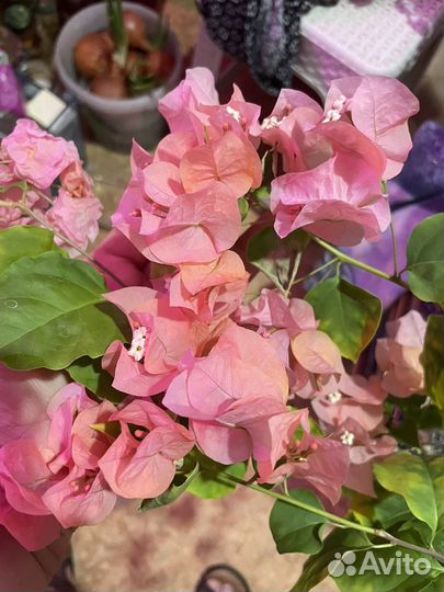 Бугенвиллия