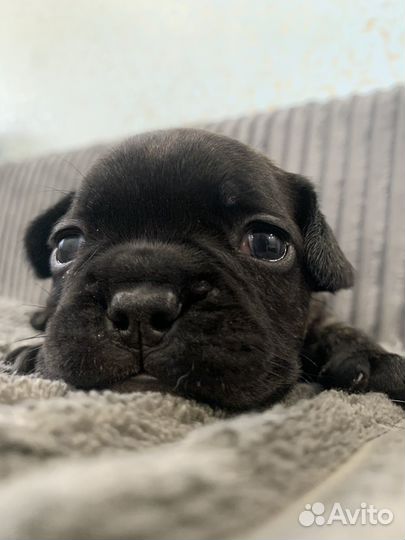 Щенки французского бульдога