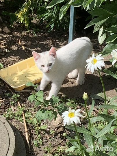 Котята в добрые руки бесплатно