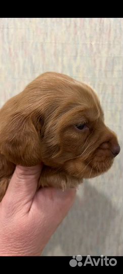 Русский охотничий спаниель щенки