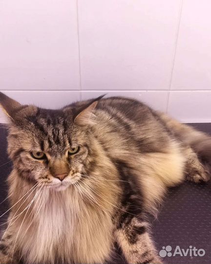 Стрижка собак и кошек