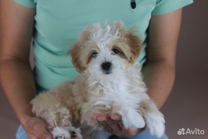 Мальтипу люкс девочка с документами