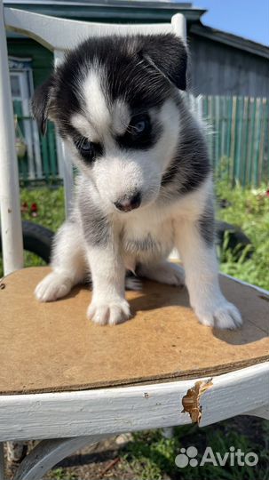 Щенки сибирской хаски