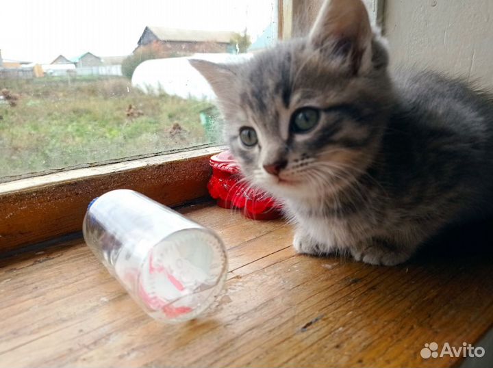 Котенок мальчик