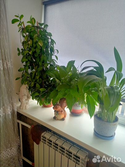 Комнатные цветы