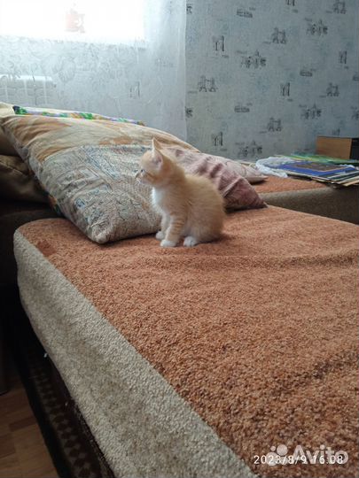 Котята 2 мес