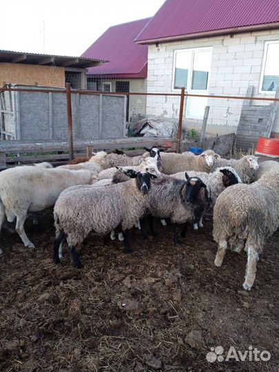 Овцы бараны