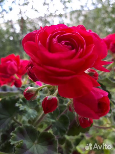 Герань пеларгония