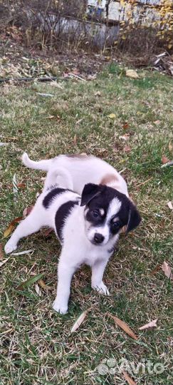 Щенки в добрые руки и заботливые руки